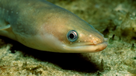 An eel on the ocean floor. It is slimy looking with a large eye and pupil.