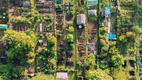 An aerial view of allotment plots