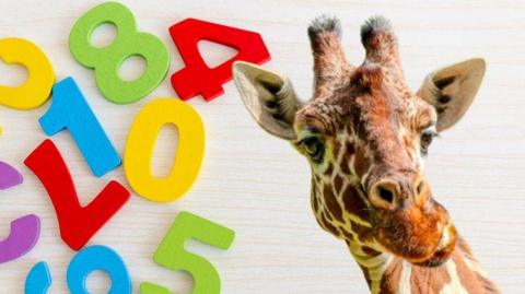 A close up of a giraffe next to some coloured numbers.