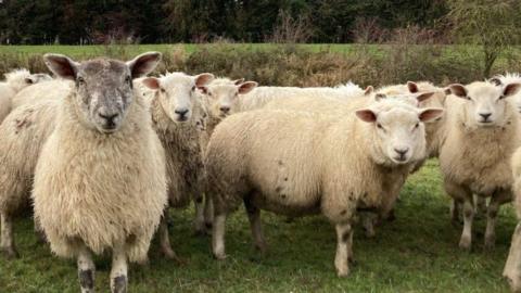 Sheep in a field