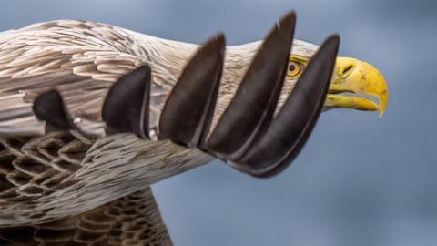 Close up of a white-tailed eagle through wing feathers while in flight.