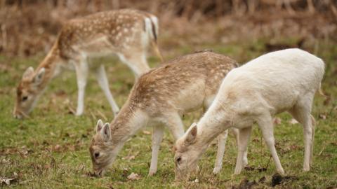 There are three deer in the image. They are all eating grass. Two have brown fur with dots on, the other has white fur.