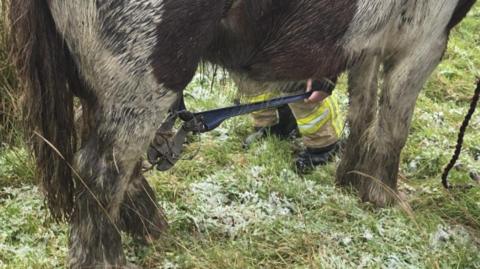 A pony standing on grass with barbed wire on its back leg. A person is crouching behind the horse so you can just see their legs in high vis trousers and black boots and holding a metre long wire cutting tool, which is cutting a section of the barbed wire. 