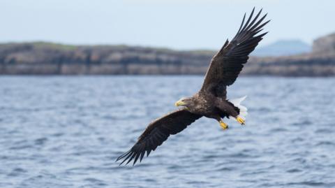 White tailed sea eagle in flight preparing to catch a fish on the Isle of Mull, Scotland.