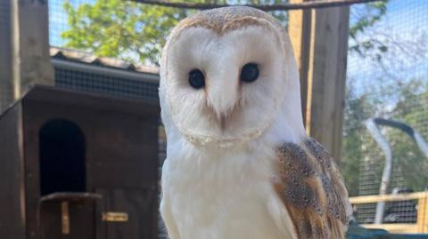 Pepsi the barn owl has a pure white chest and head, with brown feathers on top of his head, and speckly brown and orange feathers on his left wing. He is within an enclosure, with wooden partitions and mesh walls.