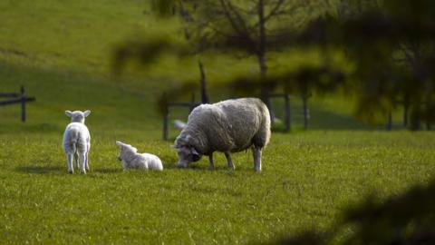 A sheep and two lambs seen from a distance, grazing in a field