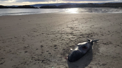 A beached narwhal carcass is seen on the sand of a beach. A number of foot indents are visible in the sand near to the body of the animal.