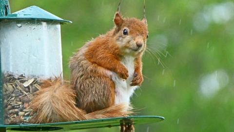 Red squirrel in the rain