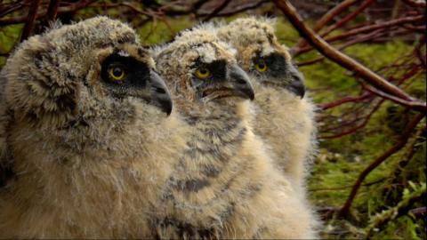 Three chicks in a row 