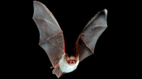 Natterer's bat in flight at night. It's wings are out stretched and it has a white fluffy coat on it's body. It's mouth is wide open and it has beady black eyes.