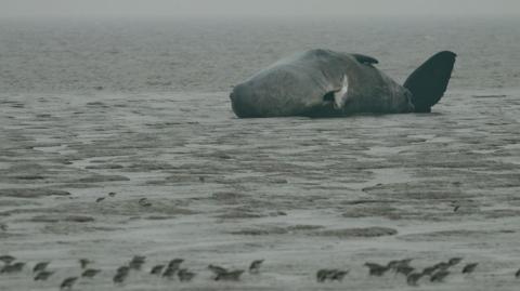 Three dead whales have washed up in East Yorkshire and North East Lincolnshire