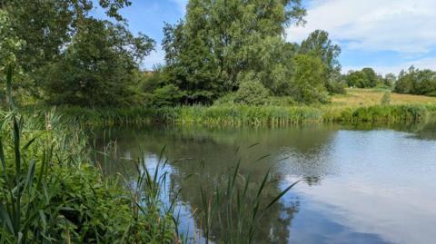 A brook viewed from the shore. It is surrounded by plants, grass and trees.