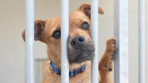 A small light brown terrier type dog has its face pressed against the bars of a cage, and a paw raised as if trying to climb through the bars.
