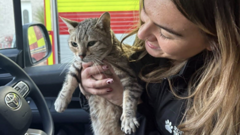 Cleo the cat is held by an SSPCA officer