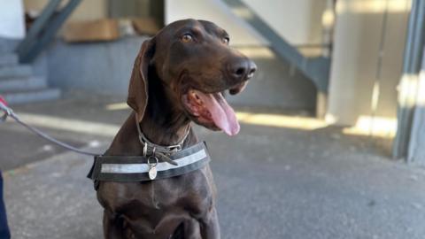 Sniffer dog Adele is standing with her dog handler at the Kapitan Andreevo border control point Belgium. She is standing in a customs shed where vehicles are searched for contraband.
