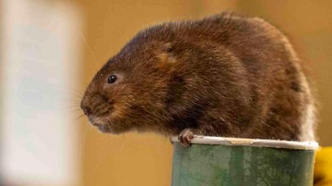 A captive bred water vole at the Wildwood Trust in Kent