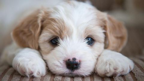 A cute puppy looks at the camera with its head on its paws. 