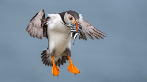 A puffin coming in to land. Its beak is full of small fish and its wings are outstretched.