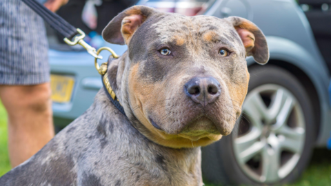 A grey/brown XL Bully with a lead round its neck stares at the camera