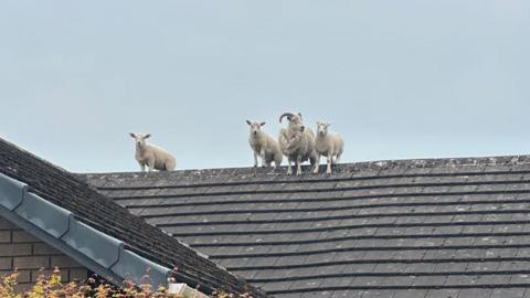 A lamb is to the far left on the sloping roof and a sheep and two other lambs are further along. They are standing looking down and balancing on the peak of the roof. They do not seem afraid.