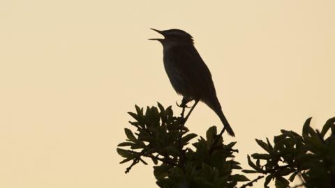 A zoomed in photograph of a bird's silhoutte at dawn, the leaves are still dark while the sky is starting to turn yellow