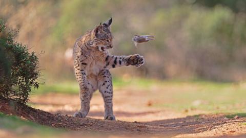 A lynx with brown and black spotty fur is stood on its back two legs. It is playing with a rodent which has been tossed in the air