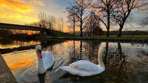 Two swans on the water close to a bridge with the sun setting in the background and trees on the far side.