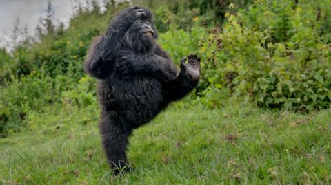 chimp walking with foot up