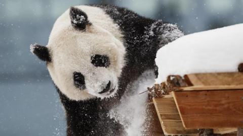 A giant panda looks under a wooden surface in the snow