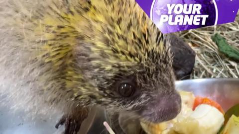 A hedgehog eating and the yp logo
