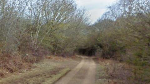A country track with plants on both sides