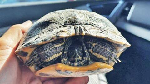 Tortoise being held