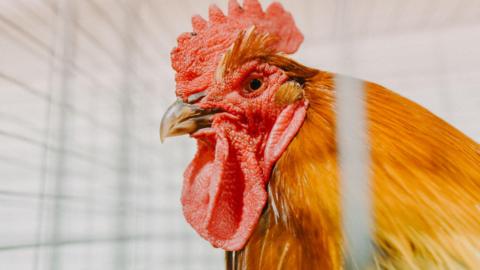 Rooster in a cage stock image)