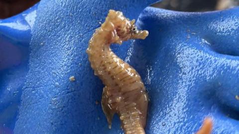 A person holding a small seahorse. The glove is blue and the seahorse is a light brown and tail.