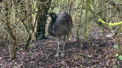The photo shows a small brown emu hiding in a woodland. There are a number of trees surrounding it. It's standing in front of a wire fence.