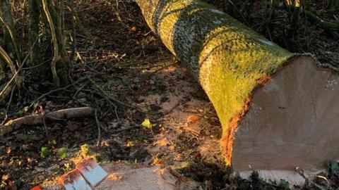 The exposed tree trunk of a tree, which lies on its side in a forest after having been felled.