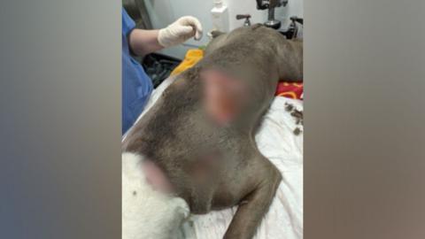 An image partially blurring out the injuries which the dog received