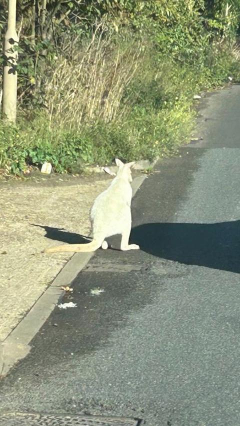 Wallaby