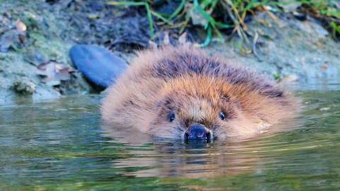 Beaver swims in river
