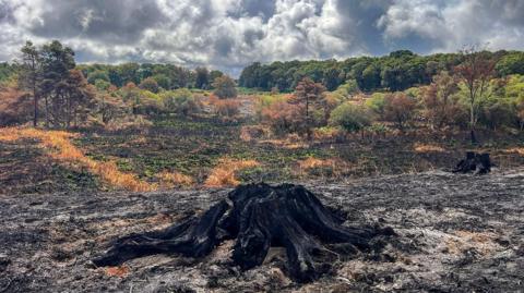 A blackened tree stump on ashy ground is in front of undamaged open ground and woodland.