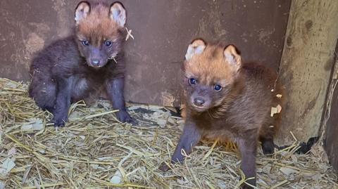 Two small maned wolf pups are seen in their enclosure. They have dark brown legs and bodies, with paler brown fur above their eyes and reaching up to their ears.