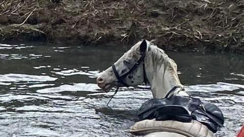 Horse in a river