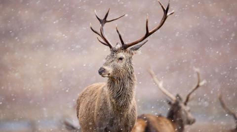 Red deer stags