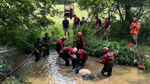 Five members of the Fire Service, in full waterproofs and helmets, help a cow out of a shallow river. Another nine people watch on, with a field in the background. 