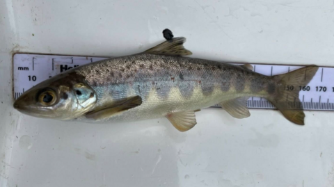 Photograph of a young salmon which was found in the River Goyt in Stockport. The fish is shown beside a ruler to indicate its size.