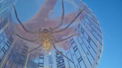 A huntsman spider. A large brown spider with eight legs trapped under a container.