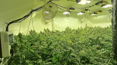 A room full of cannabis plants with lots of lights on the ceiling and four electric fans attached to the walls.