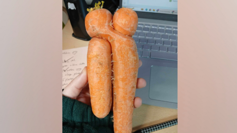 A person holding two carrots tightly entwined together. 