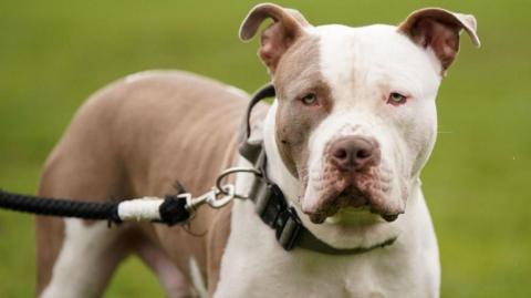 A half brown, half white XL bully with green eyes stands, staring straight ahead with its mouth closed. The dog is being held on a dark coloured lead.