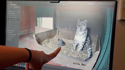 A screen showing CCTV footage of a snow leopard and her cub. A woman is pointing her finger at the screen. On the screen are two snow leopards, the mother sitting and the cub lying down. 